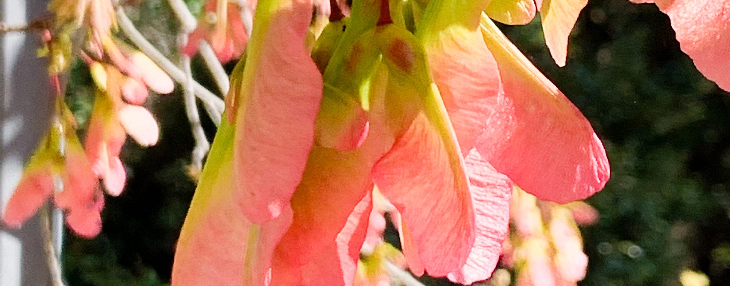 close up of some pink seed pods on a tree
