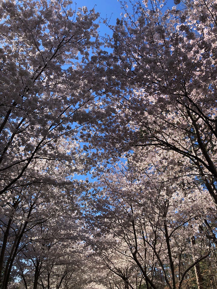 Two images: a view of a clear sky through a dense canopy of cheery blossoms; a cactus garden with taller trees in the background.
