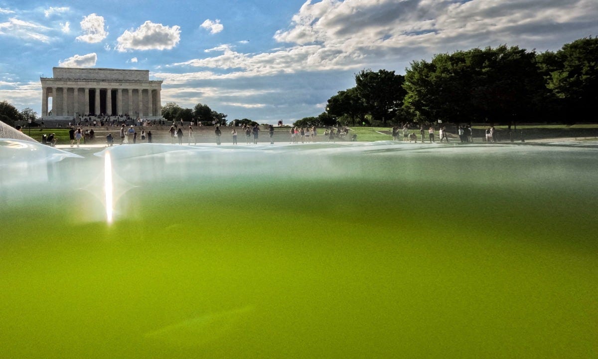 President Trump Has a Pool Problem. The Nation Has Thoughts. - WSJ President Trump Has a Pool Problem. The Nation Has Thoughts. - WSJ