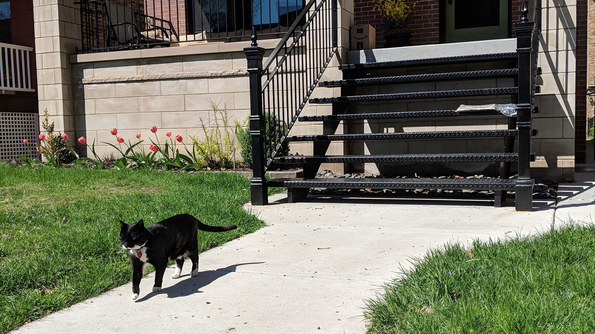 A black and white cat walks in front of a porch