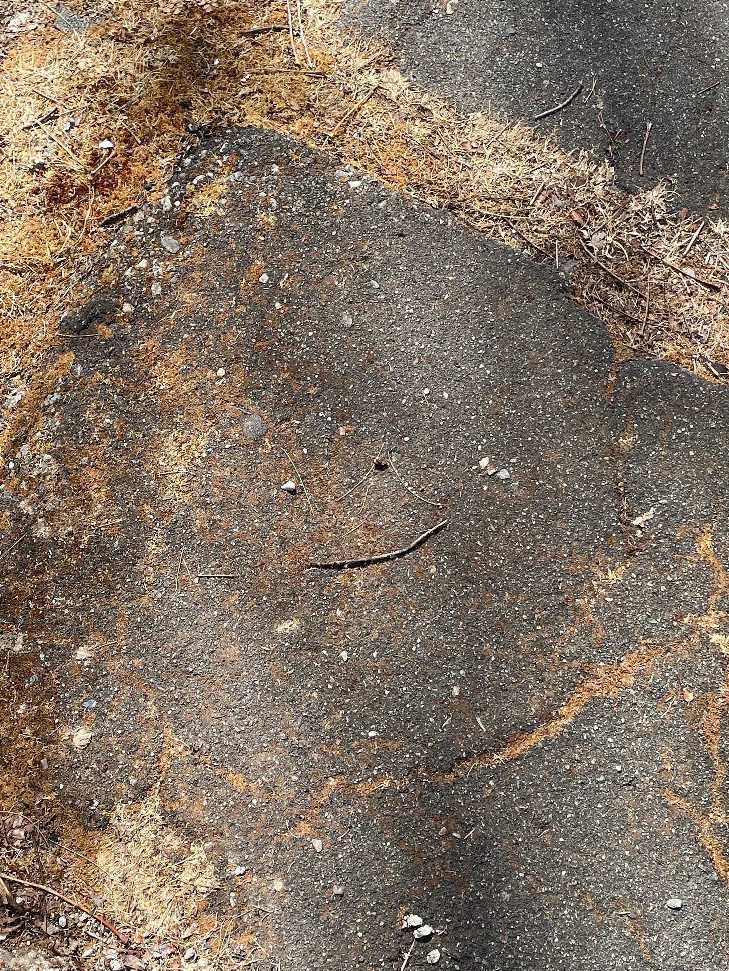 a picture of an asphalt step from above. There are rocks and sticks and moss scattered about the step, and the focus is on two rocks and a twig that looks like a smiley face