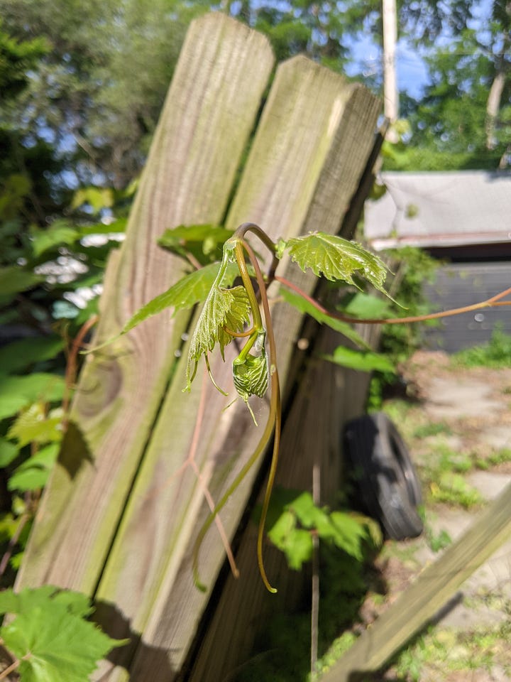 The first/top two photos are before cleaning and trimming earlier this week and the second/bottom two photos are from today. Grape vines on an old unpainted wood fence.