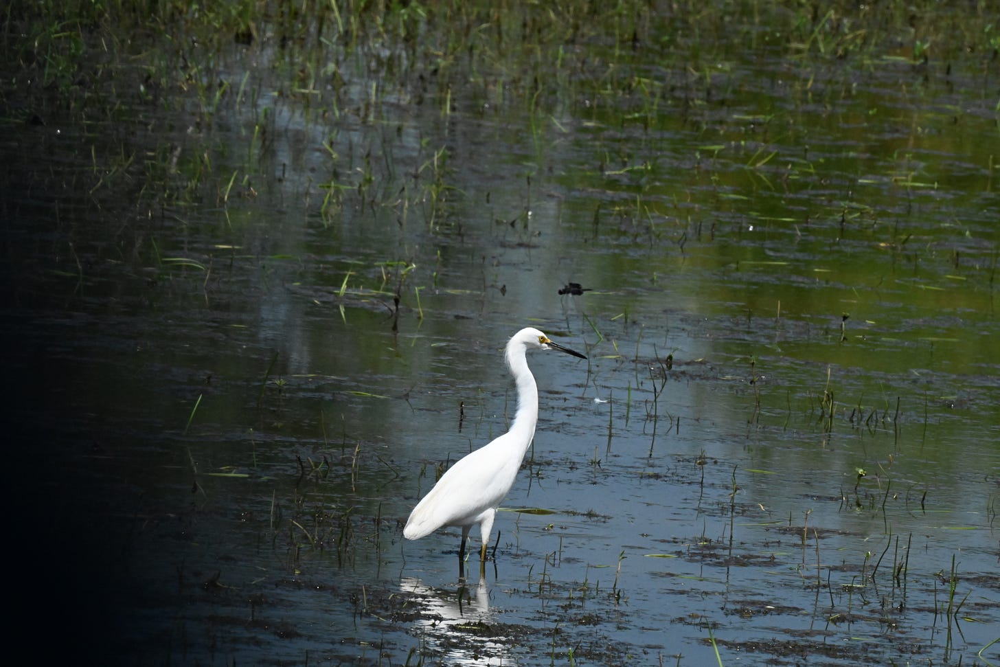Medium-sized white water bird with black bill and legs wades in marshy water. It is facing to the right of the frame.