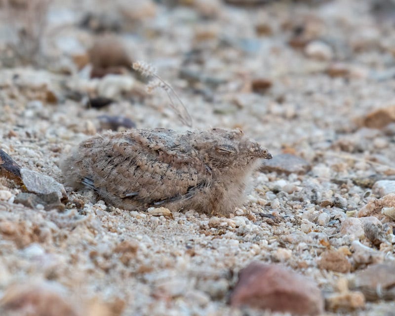 20200625_Things-8-Edit.jpg 20200625_Things-8-Edit.jpg