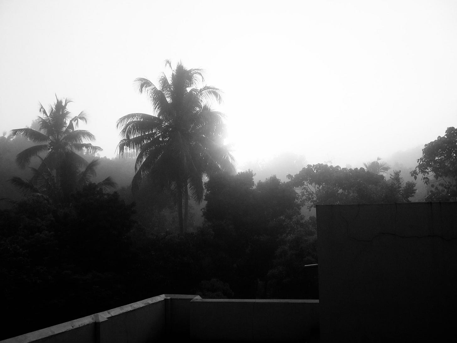 The image captures a misty morning view over a tropical landscape, with tall palm trees partially obscured by a dense fog. The scene is quiet and serene, evoking a sense of calm and mystery. The foreground shows part of a building’s flat roof, adding an urban element to the natural scenery.