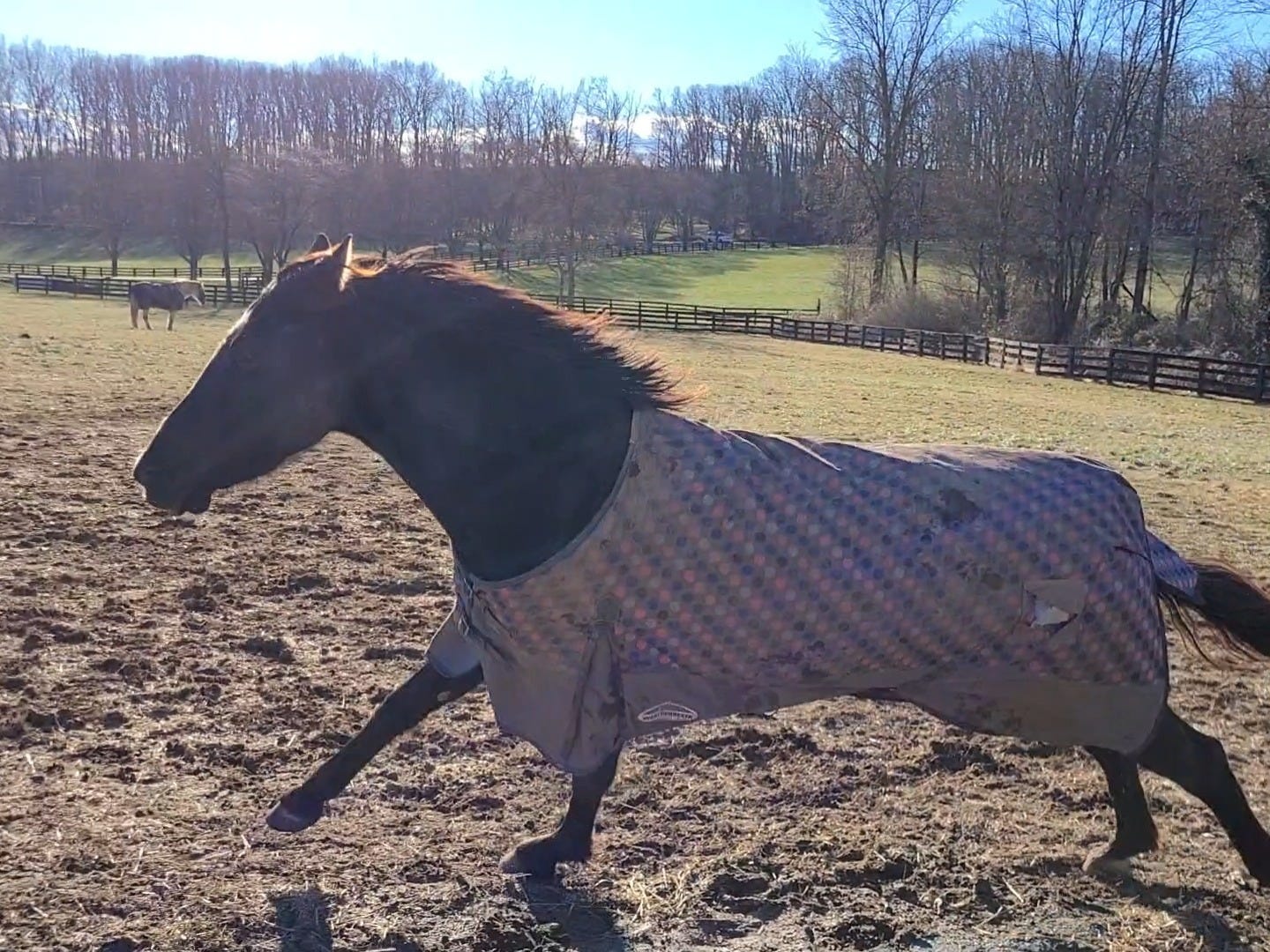 A black horse in a blanket runs past the viewer while another horse stands in the background in the distance A black horse in a blanket runs past the viewer while another horse stands in the background in the distance