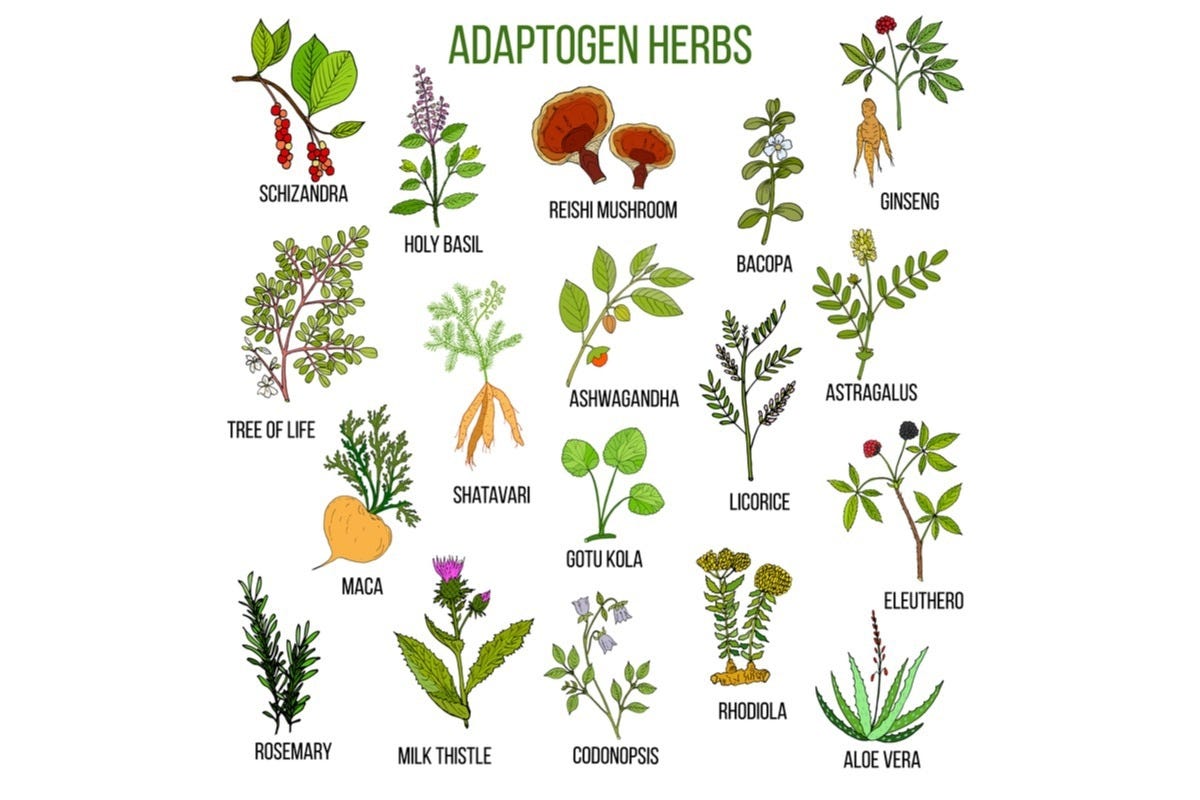 What are Adaptogens?