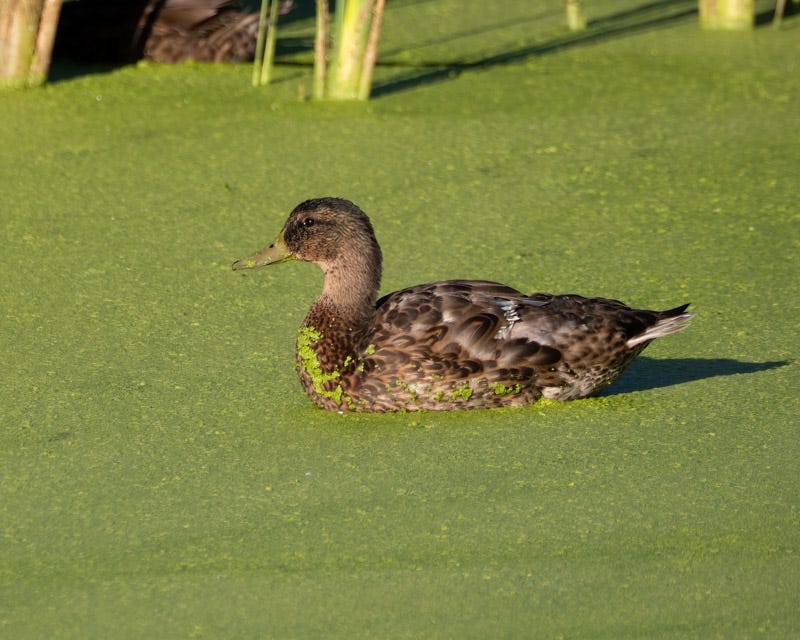 20250730-Sweetwater-197-Edit.jpg 20250730-Sweetwater-197-Edit.jpg