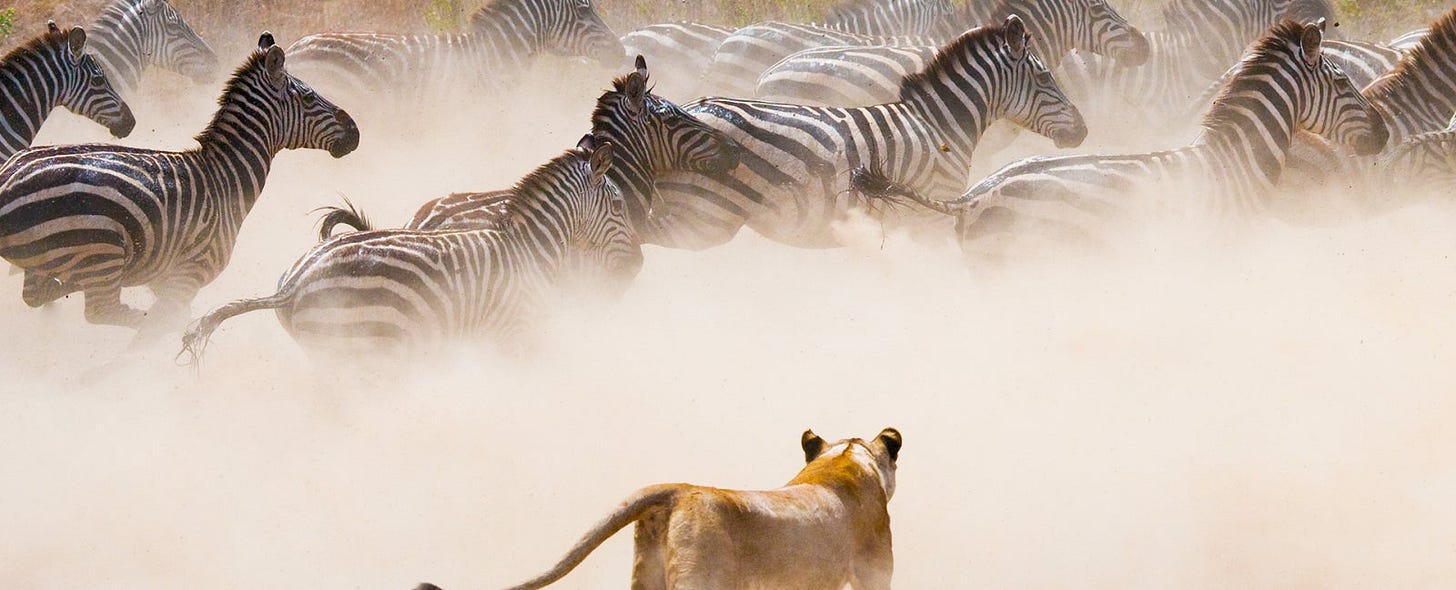 5th Day: Kruger National Park