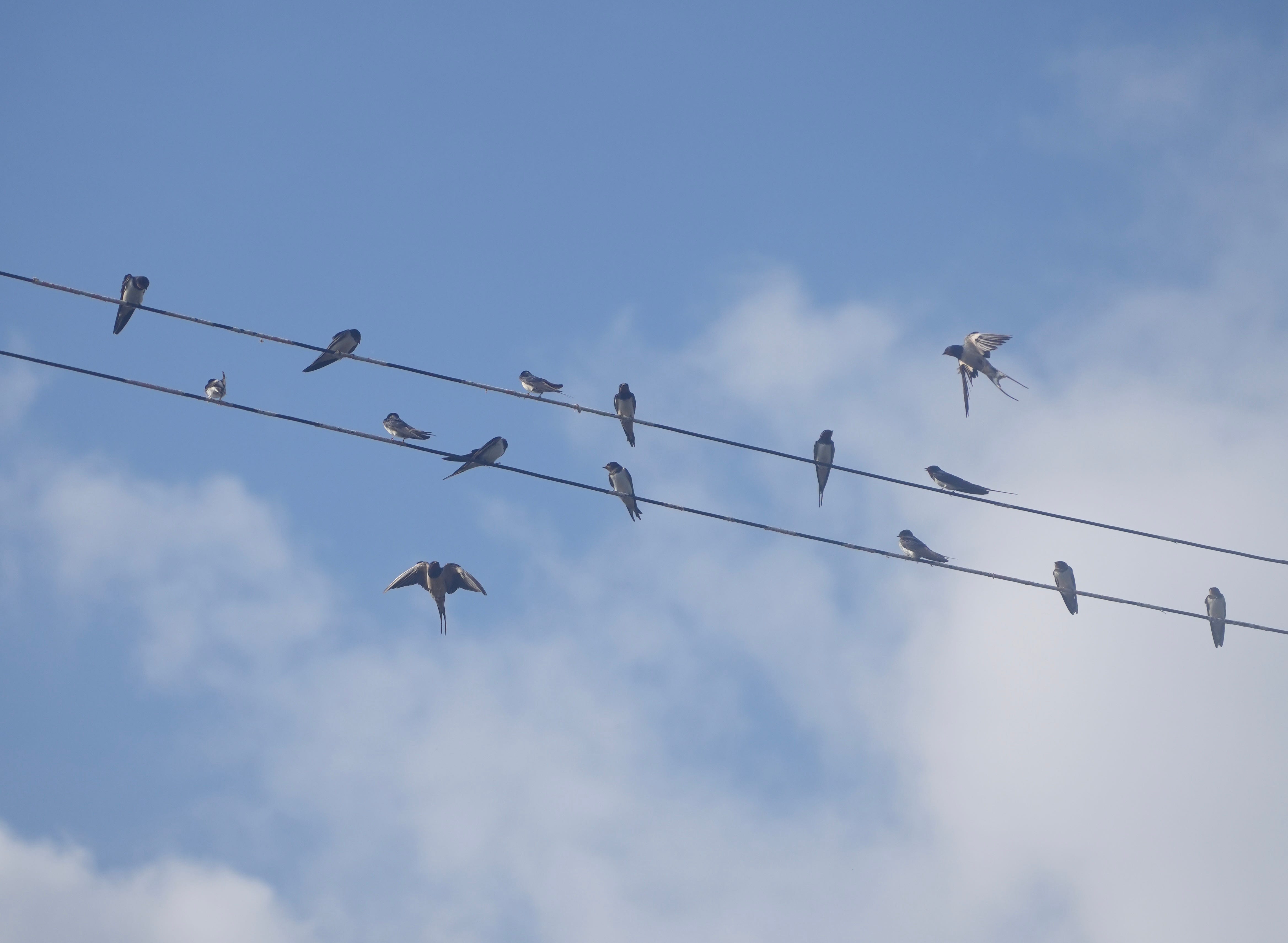 swallows (Hirundo rustica)