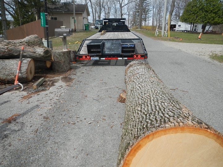 Bringing home the White Oak log