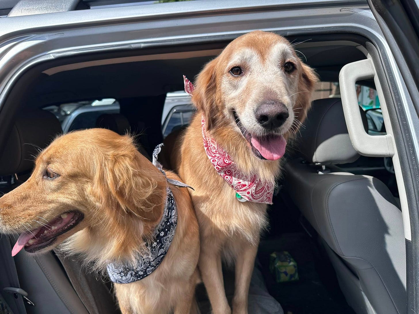 Two golden retrievers sitting in the back seat of a car with the door open. The dog on the right, wearing a red bandana, is standing and smiling toward the camera with its tongue out. The dog on the left, wearing a black-and-white patterned bandana, is looking out the open door. Both dogs appear happy and alert on a sunny day.