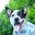 'Oli | Blue Heeler's avatar