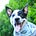'Oli | Blue Heeler's avatar