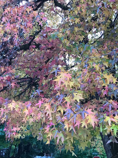 Forests, trees, and colorful leaves