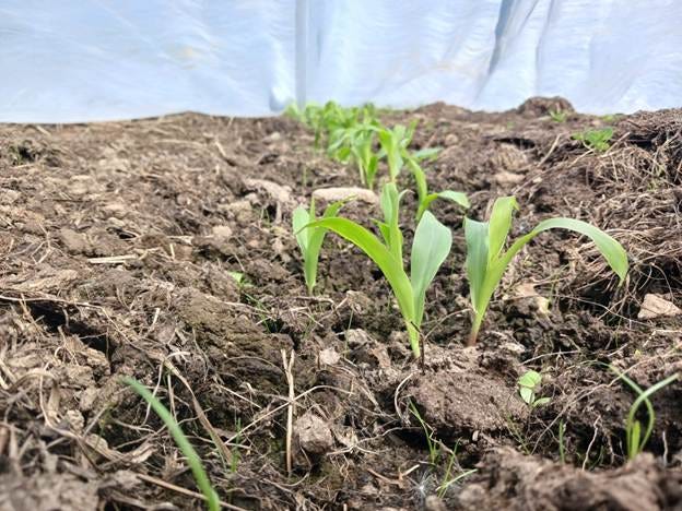 A close-up of a plant growing in the dirt

AI-generated content may be incorrect.