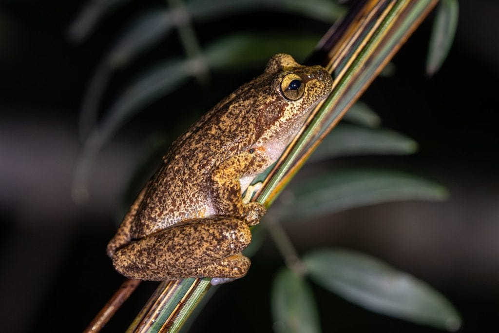 Litoria littlejohni, photographed in Woodford NSW by Andy Klotz Litoria littlejohni, photographed in Woodford NSW by Andy Klotz
