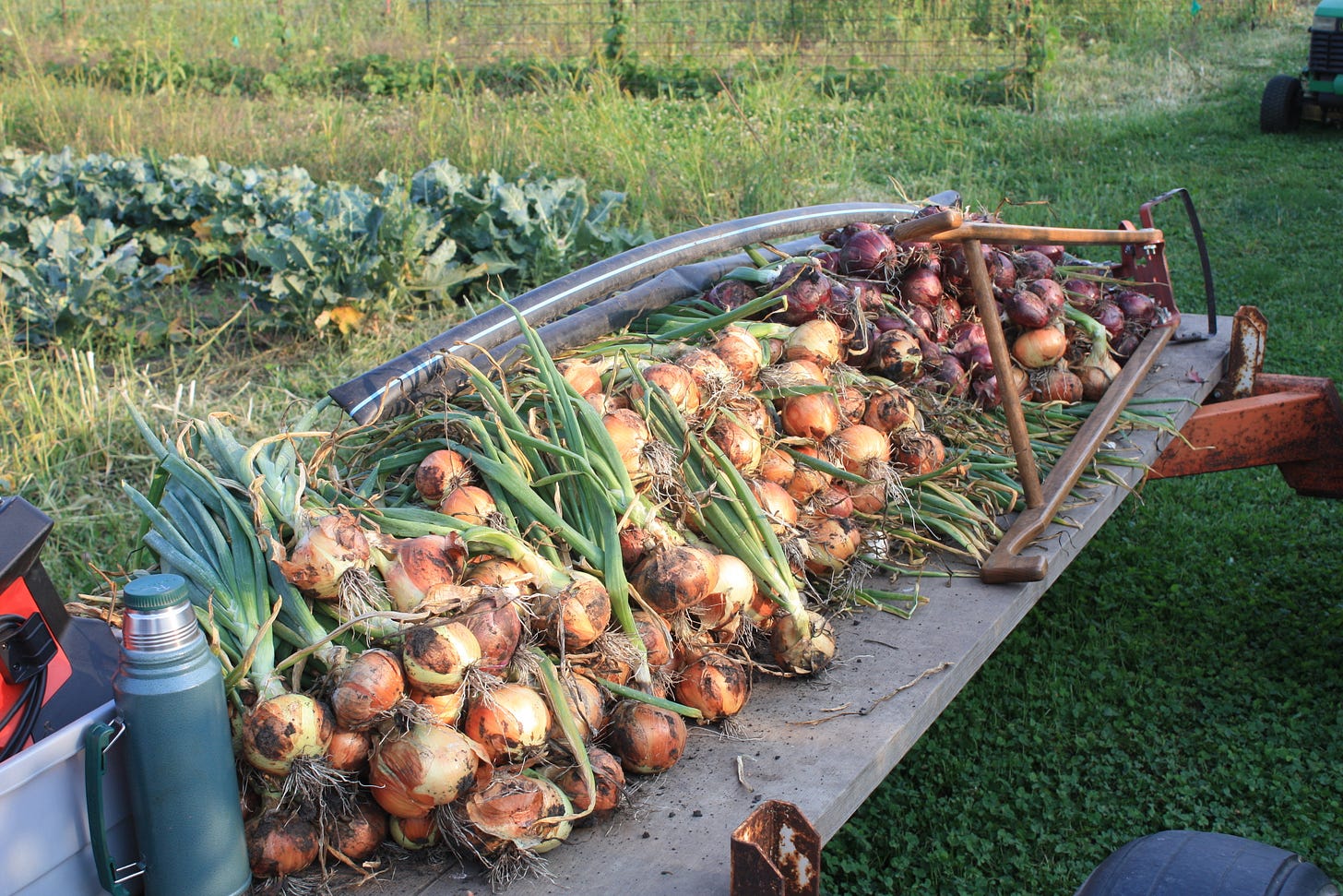 Starting the onion harvest