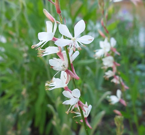 Summer flower pictures