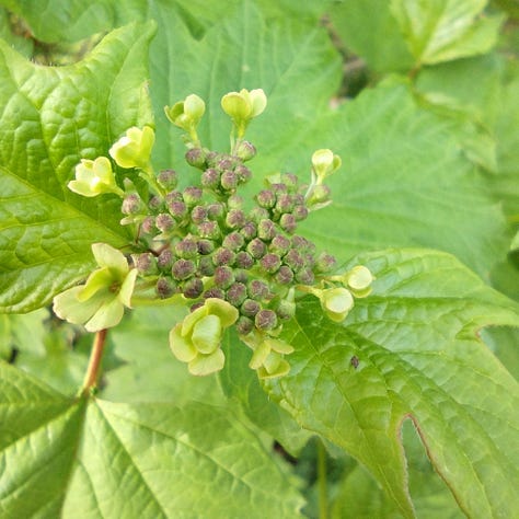 Frothy white and green flowers of guelder rose coming into flower, alongside hawthorn and elderflower