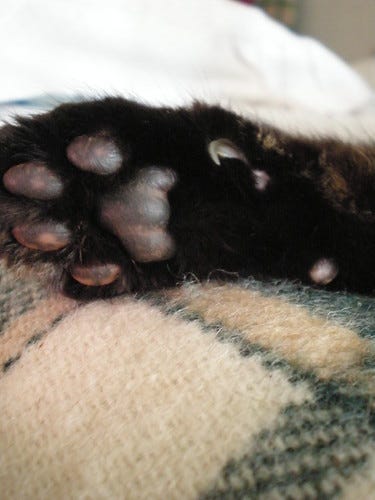 Cat Paw Cat Paw
