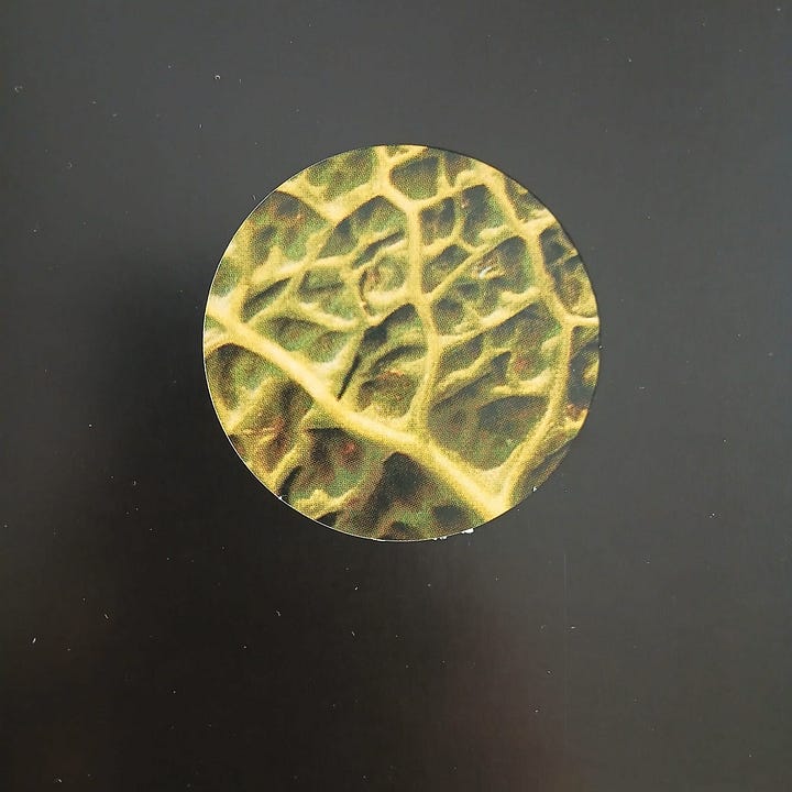 Look Book di Tana Hoban, Camelozampa (2023)