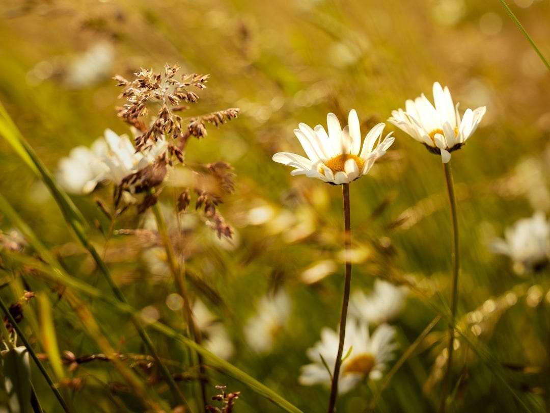 A bunch of flowers that are in the grass