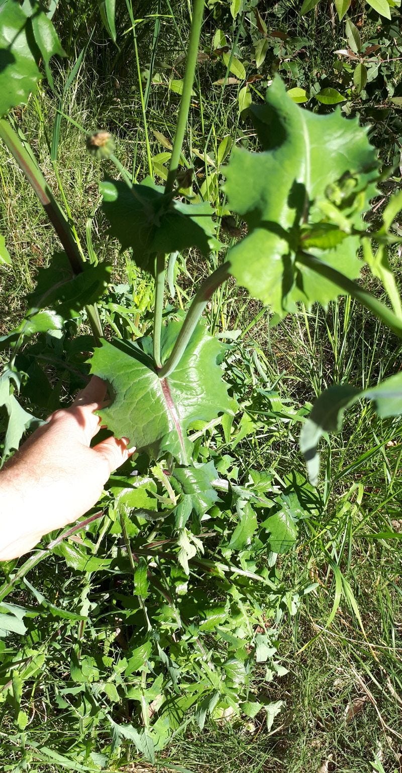 Sonchus [plant & foliage] sml.jpg