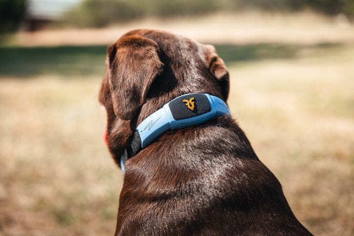 A dog wearing the Personifi AI Shazam Band. A dog wearing the Personifi AI Shazam Band.