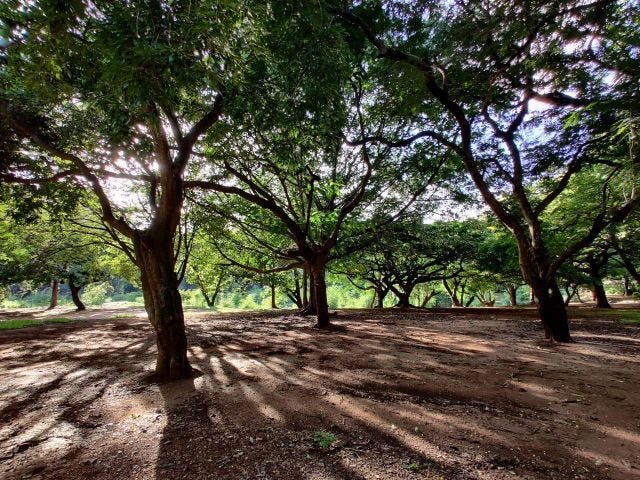 A beautiful photo from the middle of trees with light and shadow playing. A beautiful photo from the middle of trees with light and shadow playing.