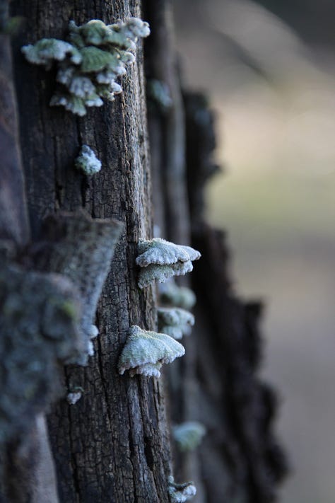 nature photos of trees, moss, mushrooms and dried grass