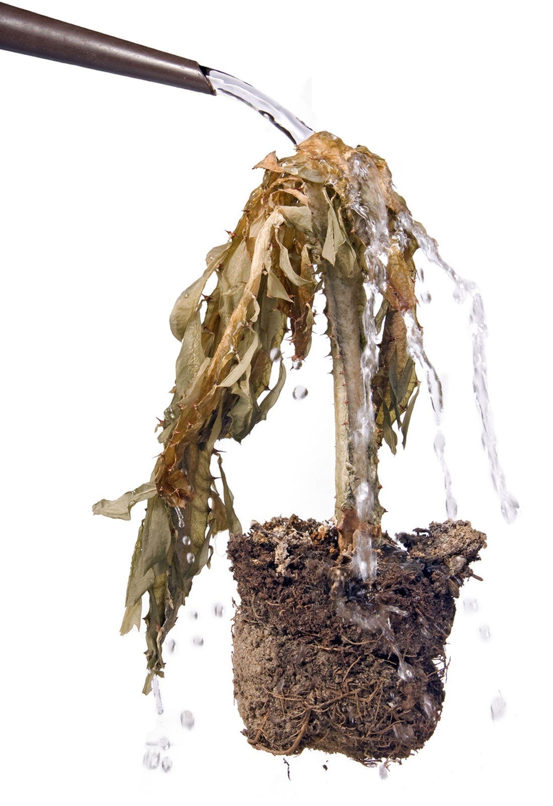 How Little Is Too Little Water – What Does An Under Watered Plant Look Like  | Gardening Know How