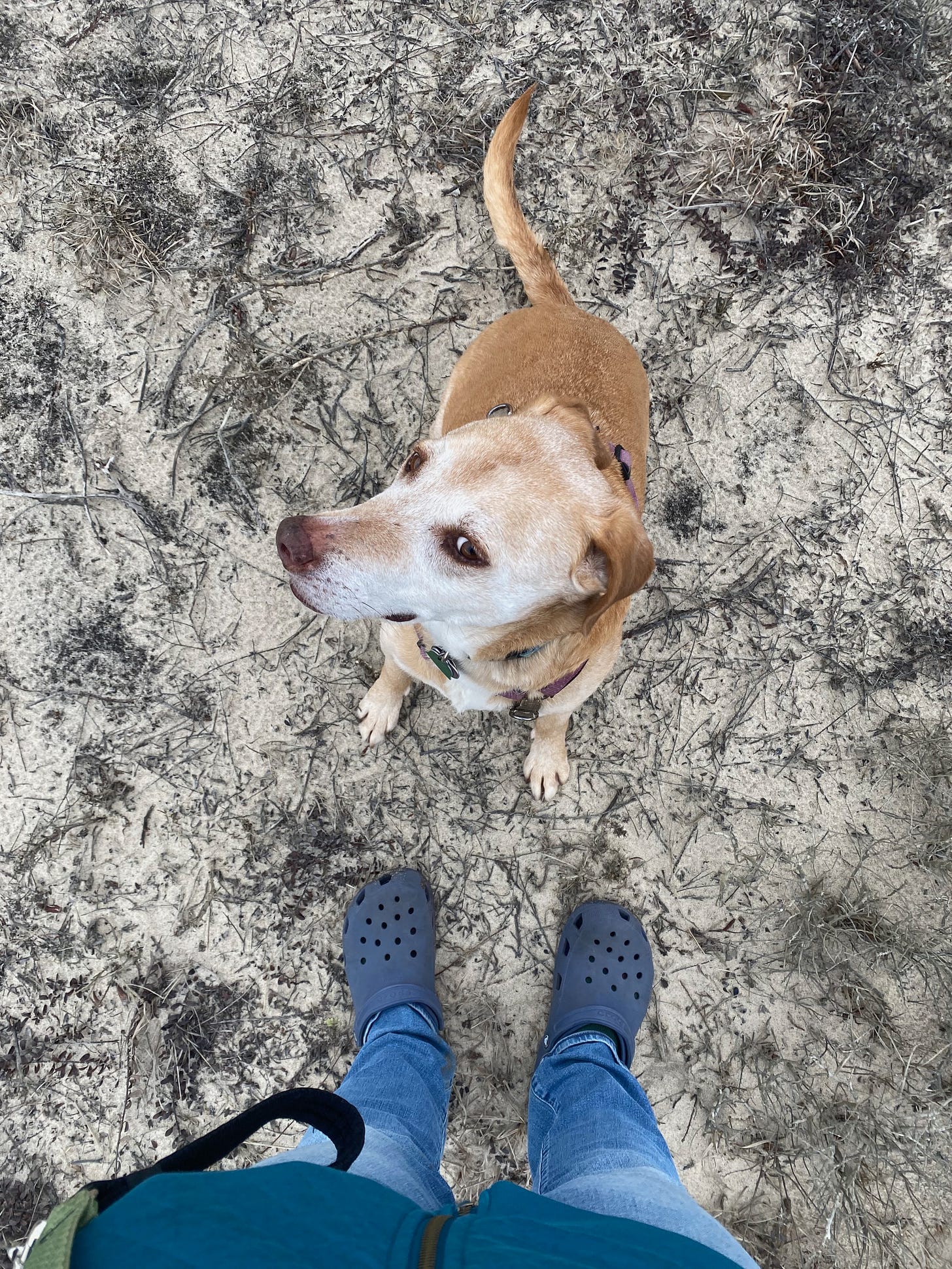 My dog Nessa sitting in the sand at my feet, her head turned to the side, nose in the air, a somewhat skeptical look on her face.