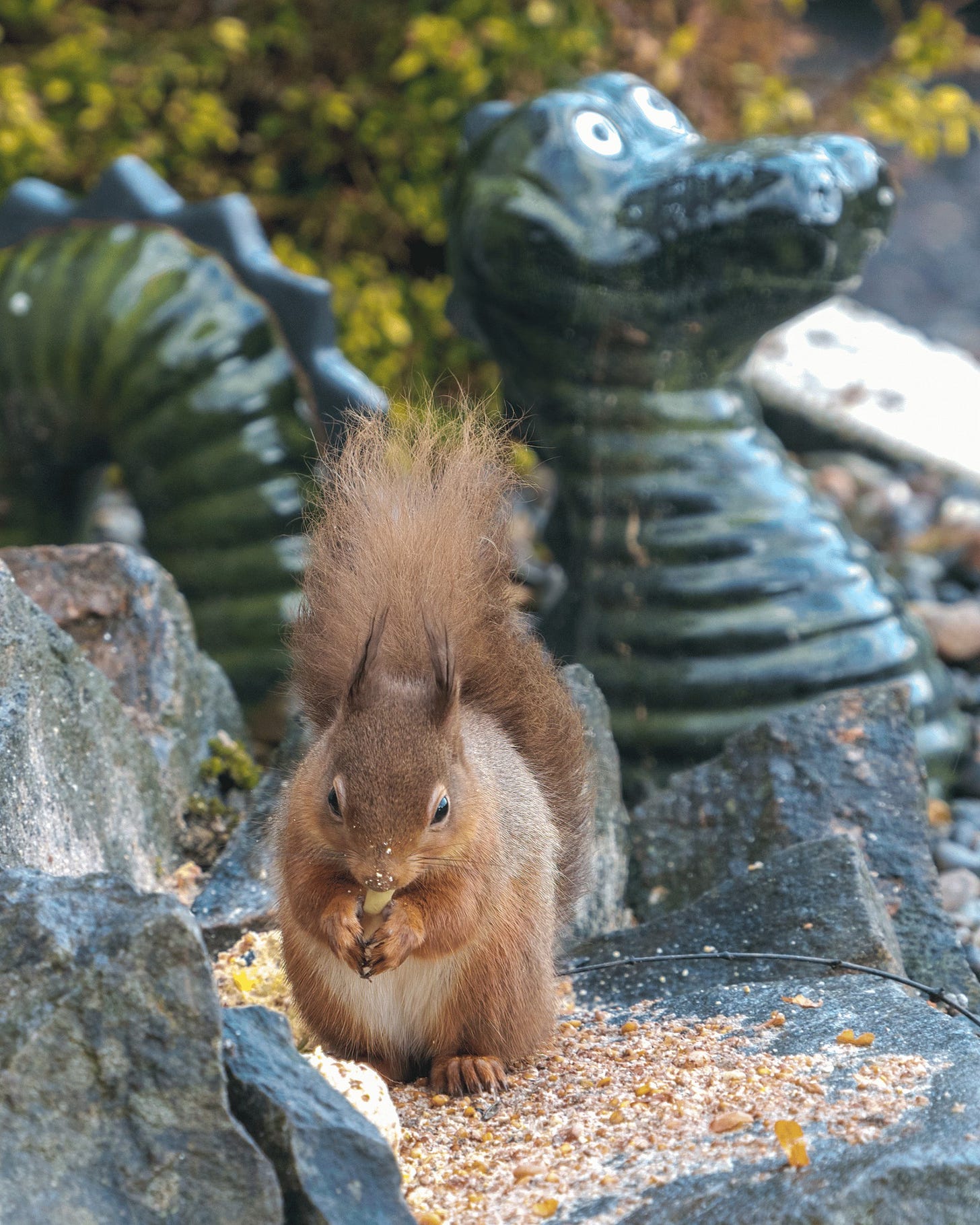 May be an image of chipmunk