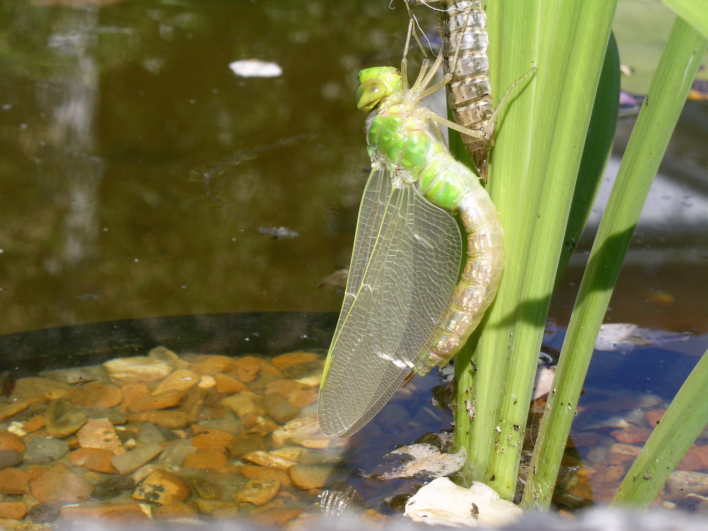An emperor dragonfly that’s just emerged (Photo credit: James Worsley)
