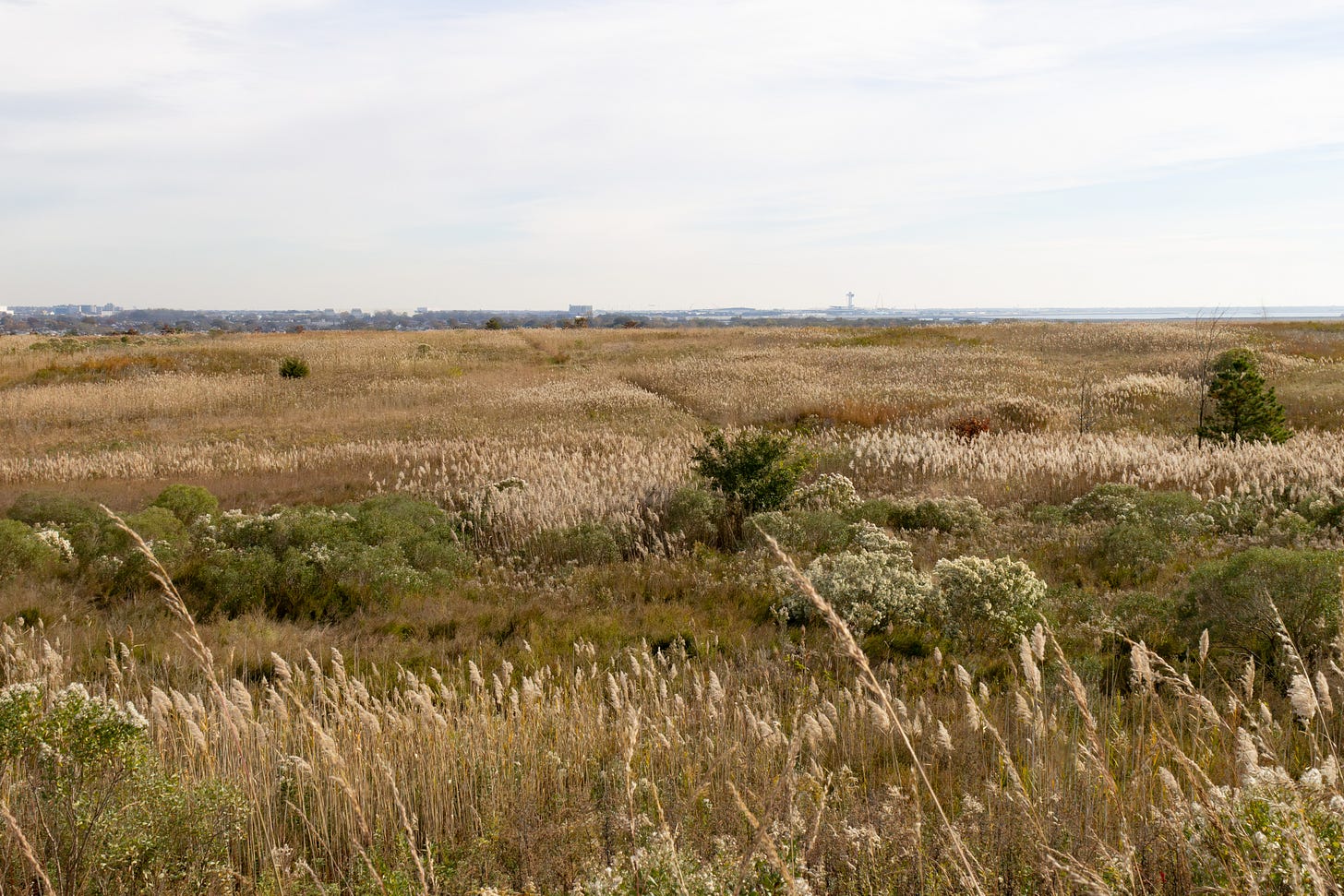 an expanse of brown grass with tufty grass in the foreground and some green low shrubs at mid distance. in the back are low apartment buildings and the tower of an airport on the right side an expanse of brown grass with tufty grass in the foreground and some green low shrubs at mid distance. in the back are low apartment buildings and the tower of an airport on the right side