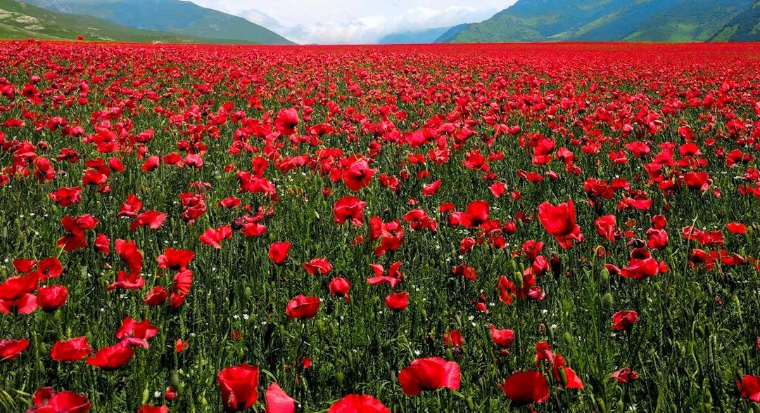 red flower field