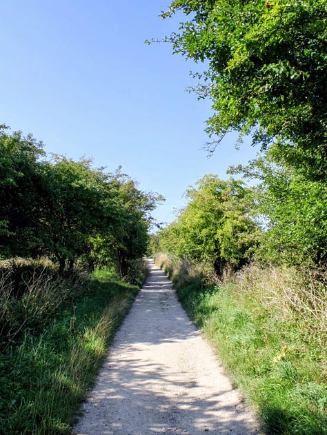 Chalkland path, boardwalk, stepped path