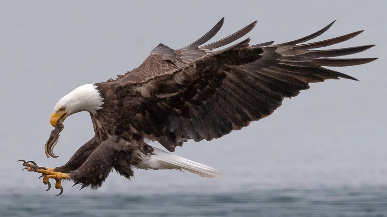 Insane Bald Eagle Bird In Flight FIGHTING Photography with Nikon D850 & 500MM F4 Insane Bald Eagle Bird In Flight FIGHTING Photography with Nikon D850 & 500MM F4