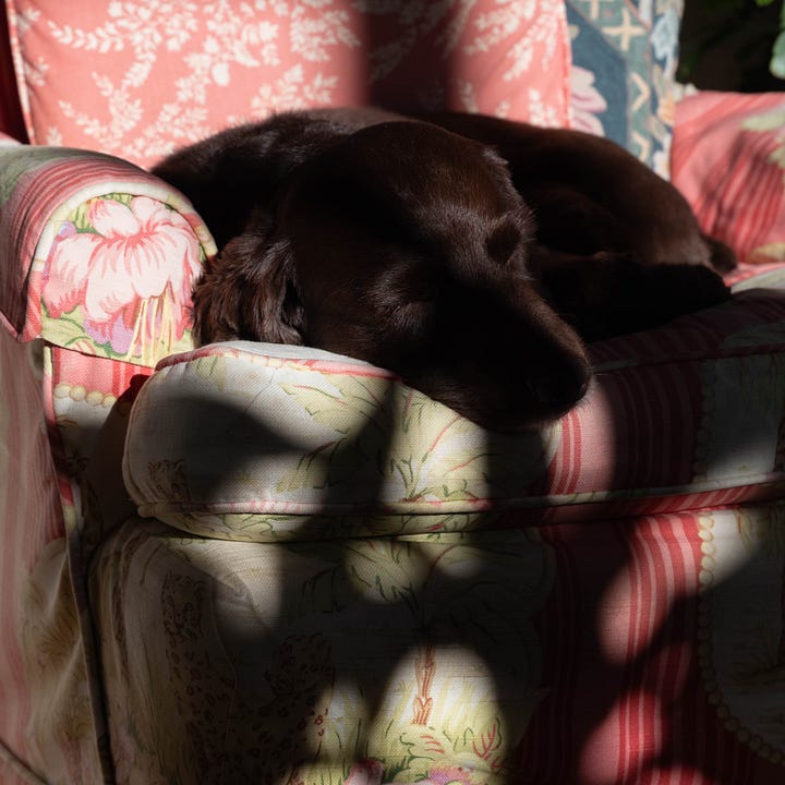 Diptych: Large bunch of small pink flowers on a single branch with green leaves; Right - brown dog sleeps on pink chair.