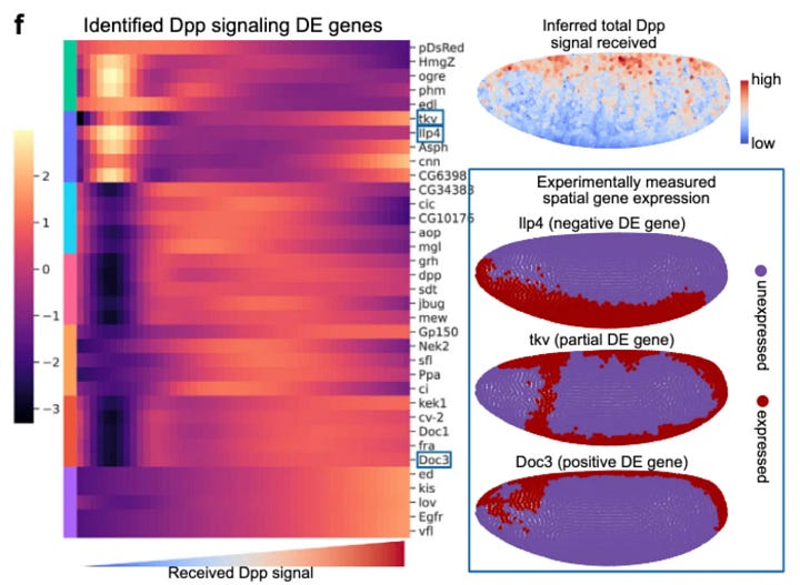 A. Spatial signaling direction and signaling among cell clusters for Dpp and Wg signaling pathways. F. Examples of the identified positively, negatively, and partially differentially expressed genes associated to Dpp signaling.