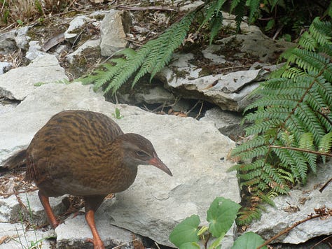 Photos of a seal on a rock, a small brown bird called a weccu on a rock, and a river cutting through high cliffs.