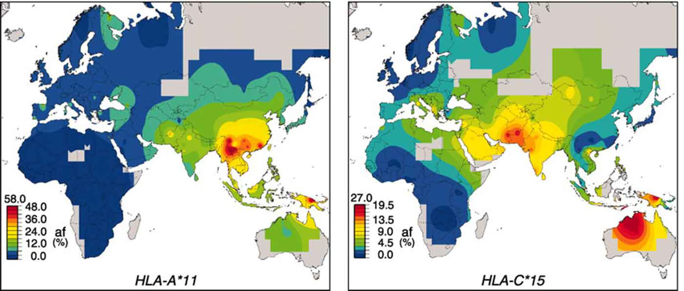 Distribution of HLA-A*11 showing high frequency in Southeast Asia, and HLA-C*15 showing high frequency regions in Pakistan/South Asia and in Papua/Australia Distribution of HLA-A*11 showing high frequency in Southeast Asia, and HLA-C*15 showing high frequency regions in Pakistan/South Asia and in Papua/Australia