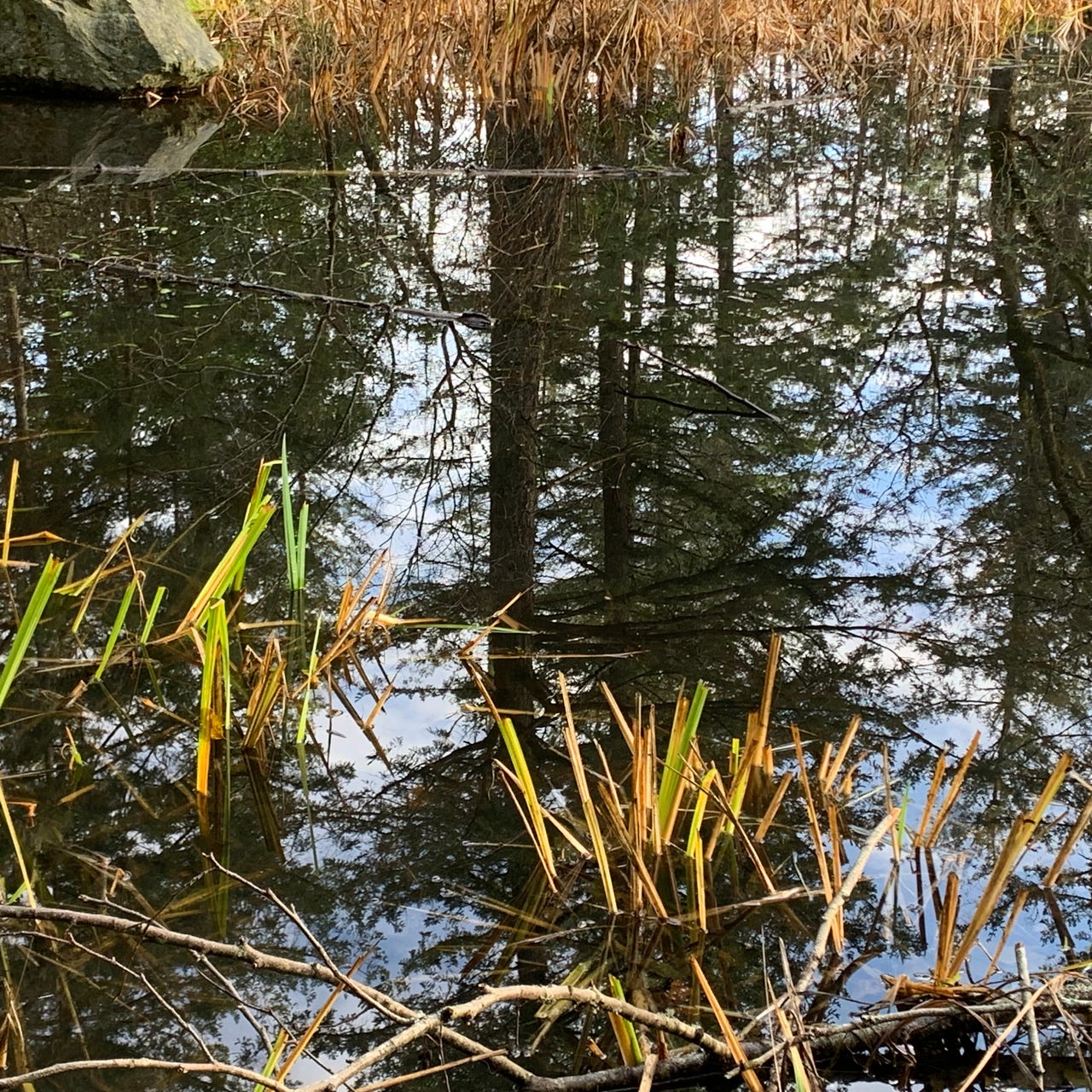 Medwyn’s Meanderings