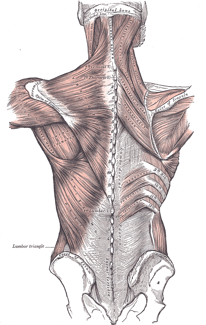 Back, Chest