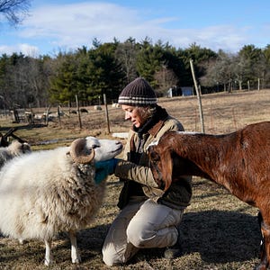 Saving a Lamb from the Slaughter