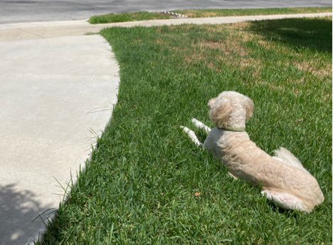 A dog lying in the grass
AI-generated content may be incorrect. A dog lying in the grass
AI-generated content may be incorrect.