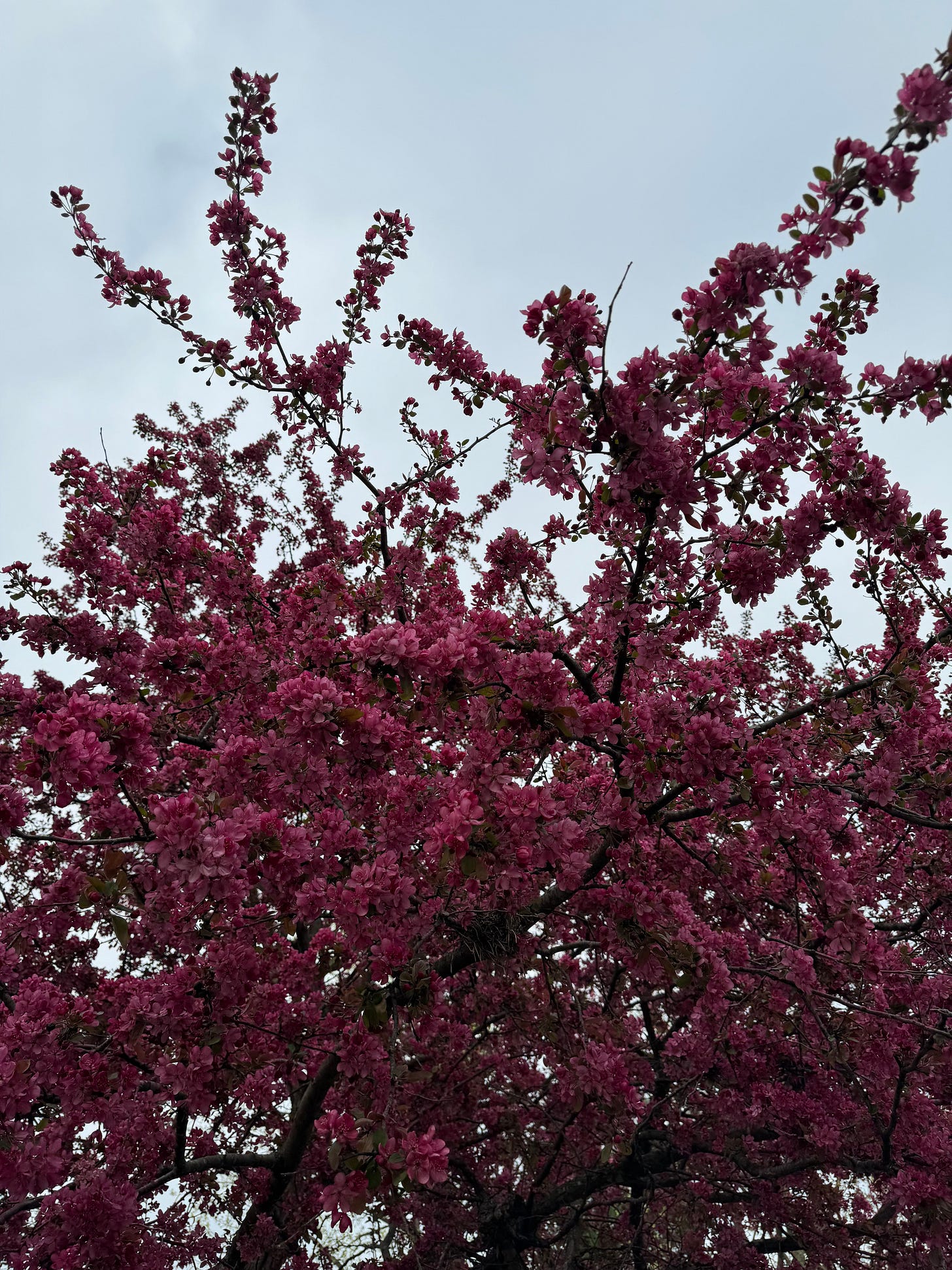 Flowering crabapple with a blue sky background