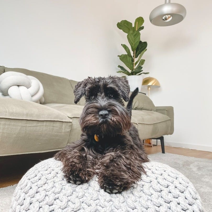 black long coated small dog on white and gray checkered armchair black long coated small dog on white and gray checkered armchair