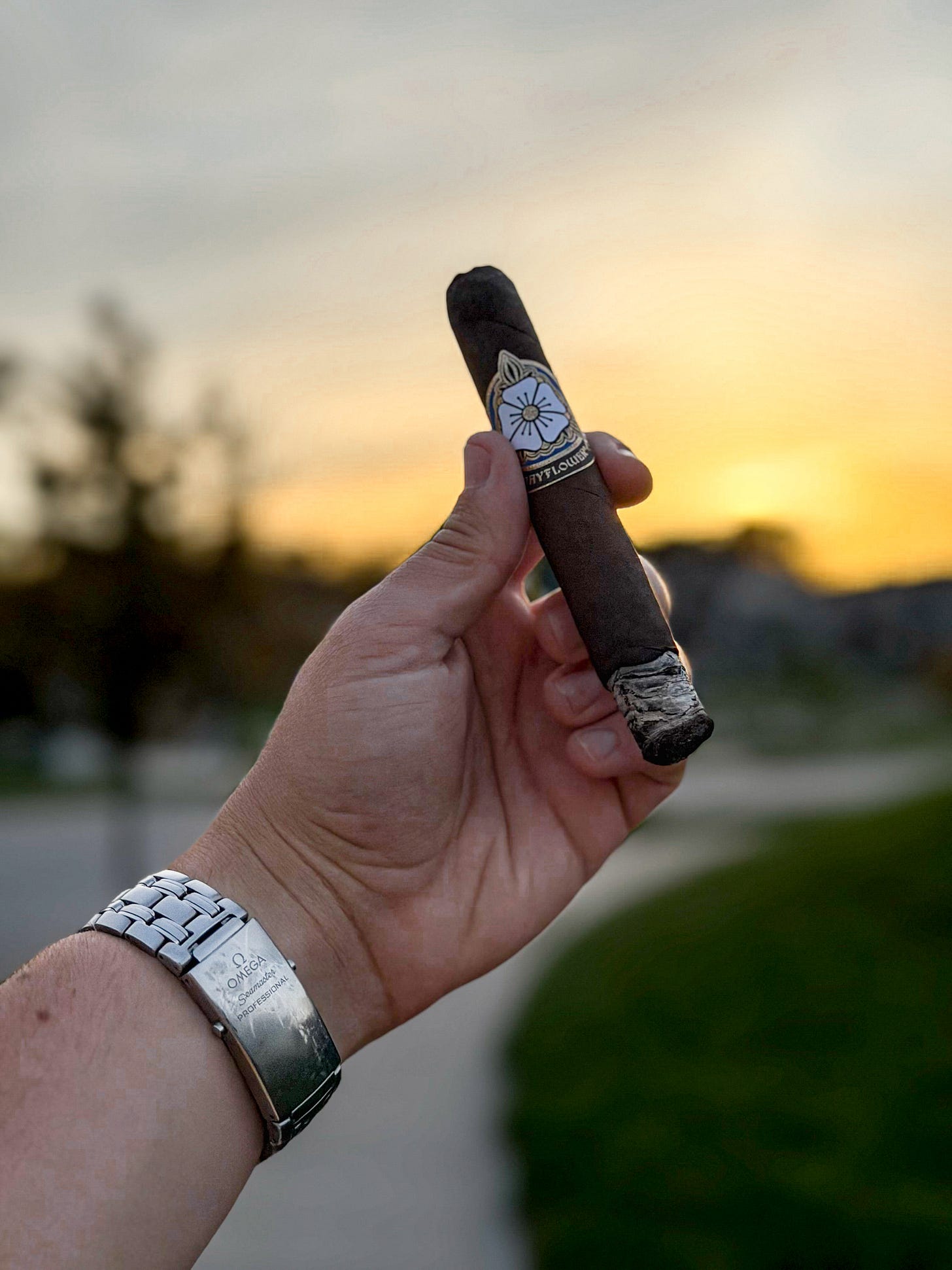 mayflower cigars